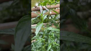 কালমেঘ গাছAndrographis Paniculata kalmegh garden plants viralvideo love [upl. by Ayatal]