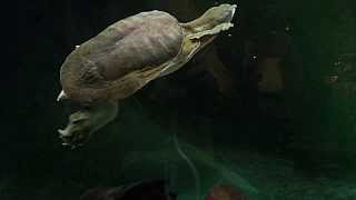 Softshell Turtle at Royal Tyrrell Museum Drumheller Alberta [upl. by Hacker]