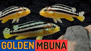 Golden Mbuna Cichlid Beautiful and Aggressive Melanochromis auratus [upl. by Doehne]