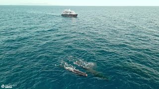 Indonesia The Cetacean Highway  Encounter Eight Different Cetaceans in One Cruise [upl. by Tanitansy]