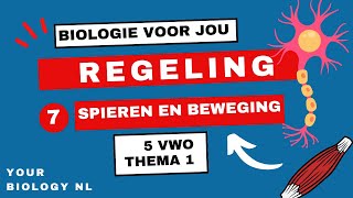 5 vwo  Regeling  7  Spieren amp Beweging [upl. by Ayiram]