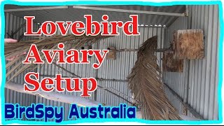 Lovebird Aviary Setup  BirdSpyAus [upl. by Frye]