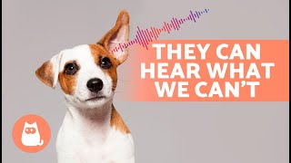 6 SOUNDS That Only DOGS CAN HEAR 🐶🔊 [upl. by Esorbma897]