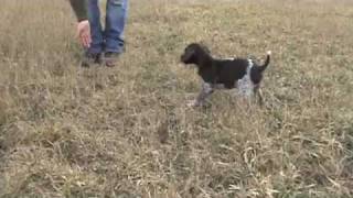 Free Hunting Dog Training Videos  Clicker Training with your new Puppy [upl. by Atteram288]