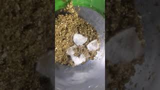 Mycelium going from agar to grain [upl. by Quintin]