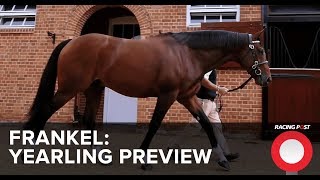 Frankel Watch Yearling Preview [upl. by Adama]