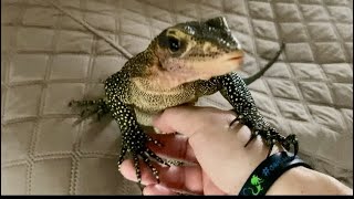 Following my lizard around while he free roams reptiles monitorlizard varanus petlizard animals [upl. by Mariann]