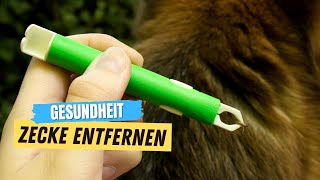 SO entfernst du eine Zecke bei deinem Hund ✅ [upl. by Arleta]