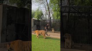 Big Lioness Wants to Attack on My Tiger Rocky  Nouman Hassan [upl. by Angadreme]