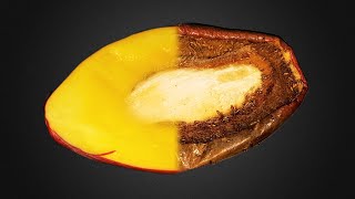 Monday Minute Is this Mango Rotten or Delicious [upl. by Zaria]