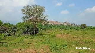 farm land and investment land for sale madurai 9952221874 [upl. by Trainor387]