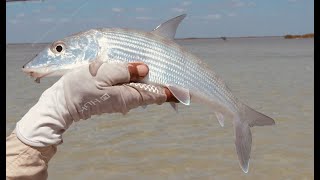 Fly Fishing for Bone Fish  Cuba Hints and Top Tips for Fly Fishing for Bone Fish [upl. by Kidder]