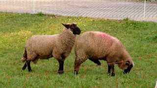 Animal Sex Sheep are mating funny Best Funny Compilation 2013 [upl. by Limoli]