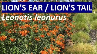 Lions Tail Lions Ear  Wild Dagga Leonotis leonurus  identification not Leonotis nepetifolia [upl. by Oiluj]