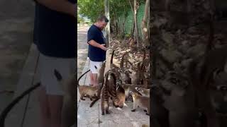 Coatimundi Feeding Frenzy in México [upl. by Cody]