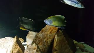 MalawiNimbochromis Venustus vs Livingstoni [upl. by Rosabelle]