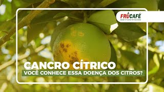 Cancro Cítrico Você Conhece essa Doença dos Citros Tahiti Laranjas [upl. by Epolulot]