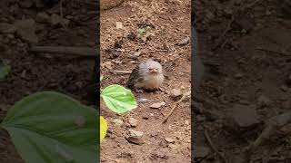 Yellow  Billed Babbler baby [upl. by Newol]