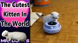 8 Mins Of The Cutest Kitten Youll Ever See [upl. by Slorac]