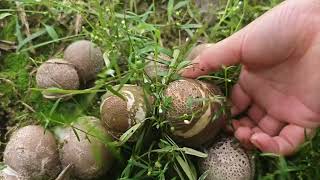 Immersive Mushroom Picking Is Really Fun 2 [upl. by Ojyllek]