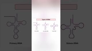 trna and types 🧬 trna csirnet biology [upl. by Siana397]