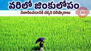 paddy zinc deficiency telugu  వరిలో జింకు లోపం నివారణ చర్యలు [upl. by Bijan]