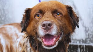 This Dog Is The Epitome Of quotIm Just Happy To Be Herequot 🥹  When Your Dog Gets SKUNKED [upl. by Tirzah]