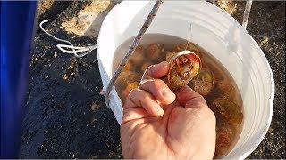 linnesco del PAGURO vivo e guardate che succede Pesca a fondo dalla scogliera rock fishing [upl. by Carboni911]