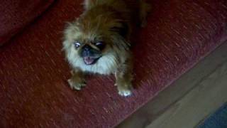 Molly  crazy Pekingese [upl. by Eiduj]