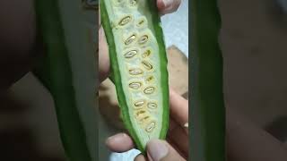 asmrsounds asmrcutting SLICING AMPALAYA INTO CHUNKS bittergourd ampalaya viralvideo shorts [upl. by Enilec]