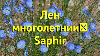 Лен многолетний Краткий обзор описание характеристик где купить рассада linum lewisii Saphir [upl. by Ericha576]