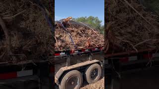 Tree stumps all removed and loaded up Load trail gooseneck trailer working hard always 🦺🚧🦺 [upl. by Aronson]