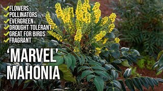 ‘Marvel’ Mahonia Update  Fragrant Flowers  Shade Loving [upl. by Aisyla]