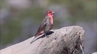 Redfronted Rosefinch [upl. by Cheke287]