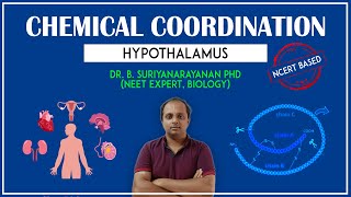 Hypothalamus Master of Masters gland [upl. by Charmian]