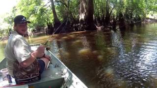 Ogeechee River Fishing Trip 2016 [upl. by Nemajneb]