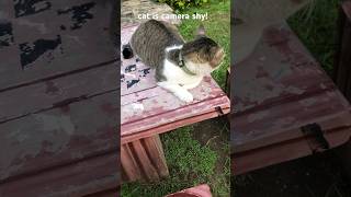 Snobbish cat is camera shy He doesnt like filming cat cute youtube cats catlover shorts fun [upl. by Assedo]