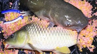 Catfish and Carp Bait Recipe  fishing for carp and catfish [upl. by Rider]