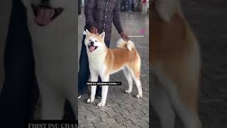 AKITA IN INDIA  BEST AKITA IN INDIA  akita india inu shiba inu doglover puppy [upl. by Andert]