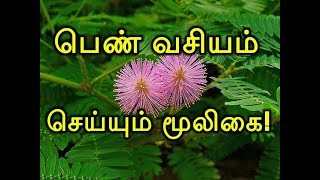 பெண் வசியம் செய்யும் மூலிகை [upl. by Werdnaed904]