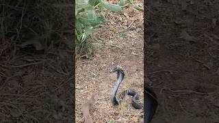 Mongoose Vs Snake Real shortsfeed naagjogi [upl. by Ettezus736]