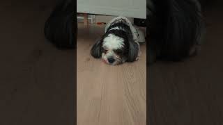 come and get me bath time 🚿🐶🐾 shihtzu shihtzuvideos dogvideos shorts dogs [upl. by Manuela614]