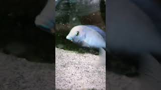 Dolphin Cichiled shorts cichlid aquariumfish fish world ytshorts peacockcichlid [upl. by Hartnett195]