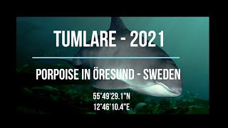 Tumlare i Öresund 2021  Porpoise in Öresund [upl. by Kinsley]