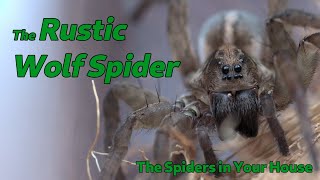 The Spiders in Your House  The Rustic Wolf Spider [upl. by Atnuahs602]