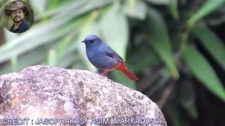 Plumbeous Water RedstartMale Bird Video [upl. by Lyrehs]