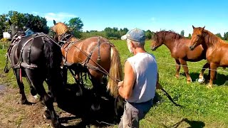 SUFFOLK PUNCH STALLION TRAINING First Time Driving Double with Baron amp Ken [upl. by Eniac999]