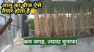 आलू का बीज ऐसे तैयार करें 1 बीघे मेंं 10 गुना । Potato seeds । farming [upl. by Yhtir878]