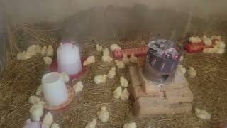 Surviving Winter Week 1 Guide For 100 Broiler Chicks Feed And Heat Requirements [upl. by Viddah]