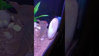 Geophagus Red Head Tapajos laid eggs in Aquarium ❤️ [upl. by Eudosia]